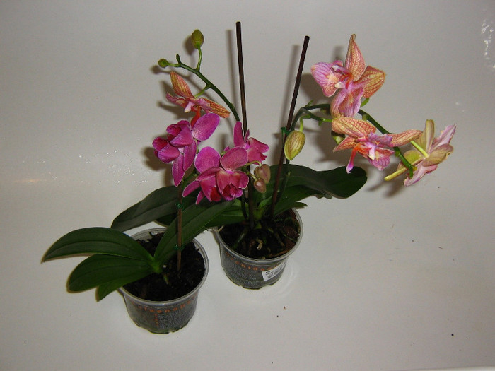 2387571430075666569HVlWNk_fs