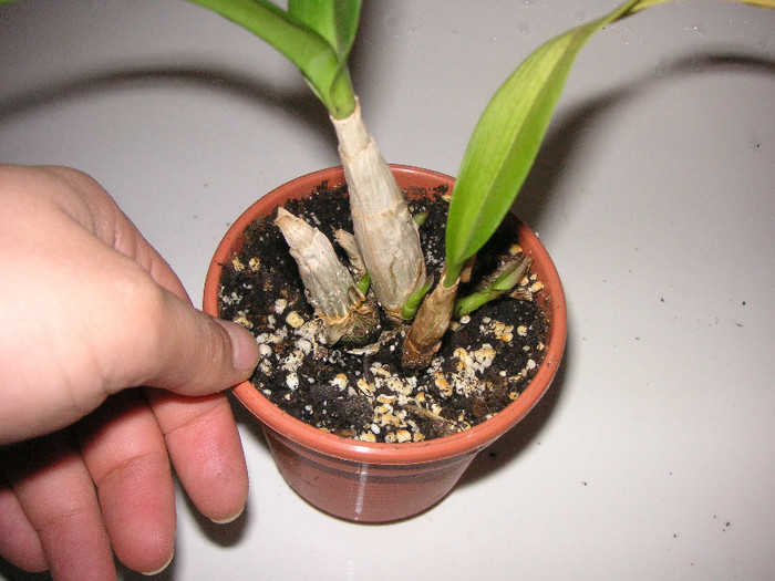 2390080330075666569trIFTa_fs