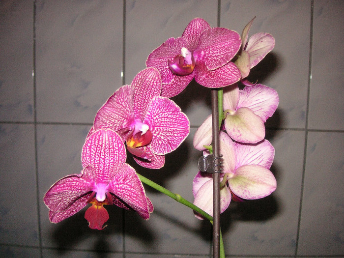 2398672670075666569ZzVXdL_fs