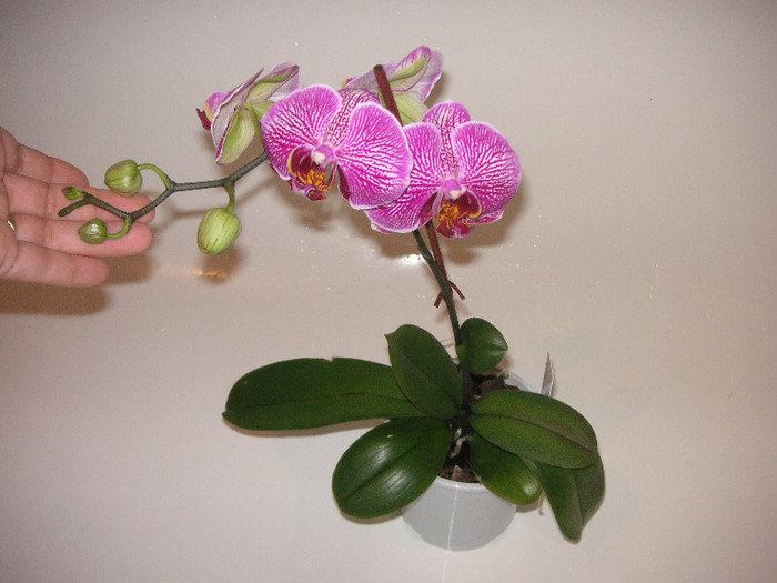 2405776160075666569snWLGZ_fs