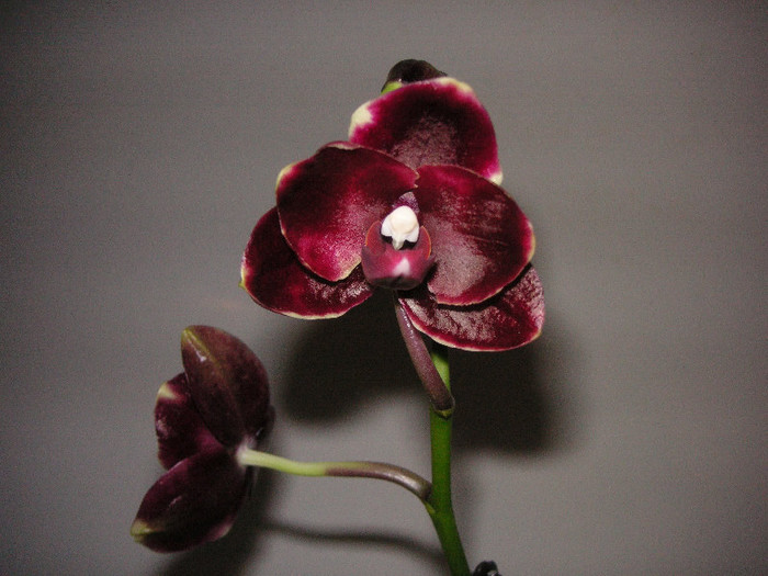 2410526610075666569JoafQE_fs