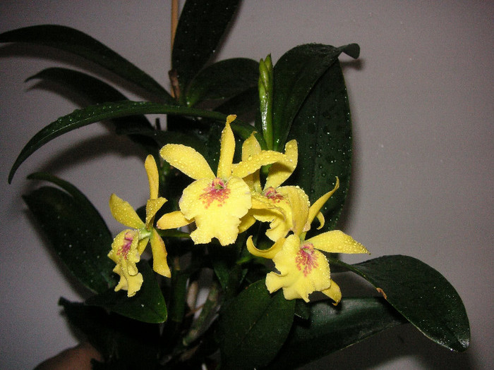 2415121280075666569tLtsvm_fs