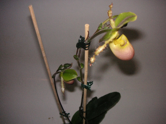 2423409740075666569koIiqk_fs