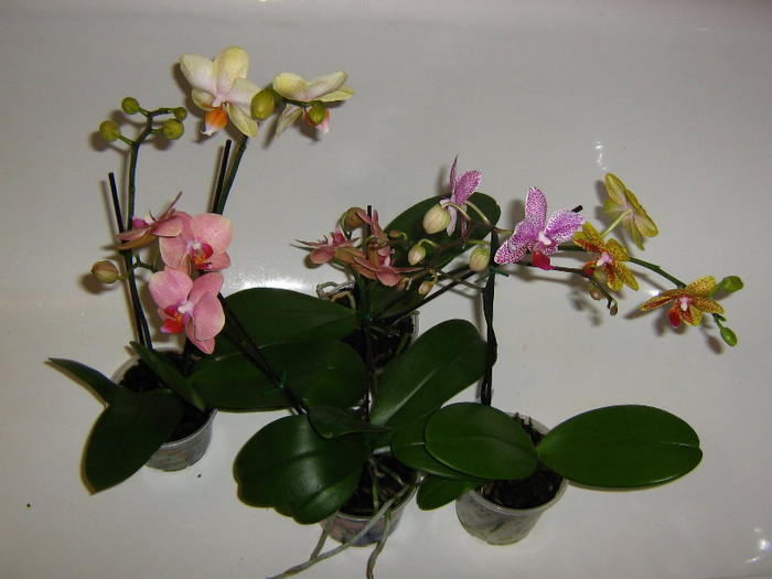 2430863550075666569ylcRKP_fs