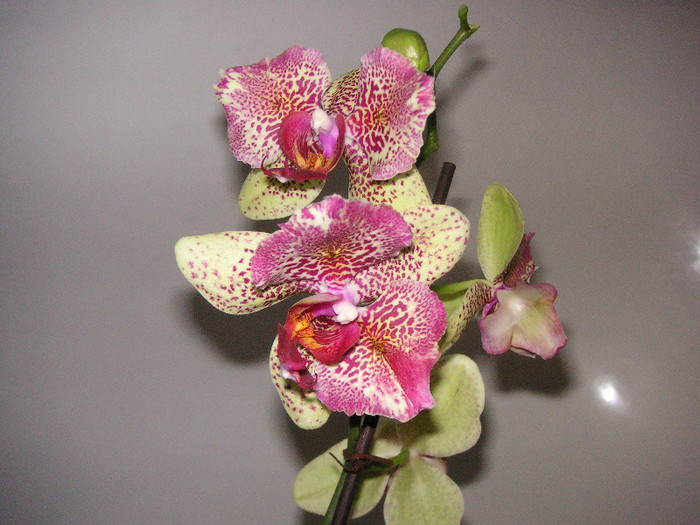 2432950380075666569dsPpKs_fs