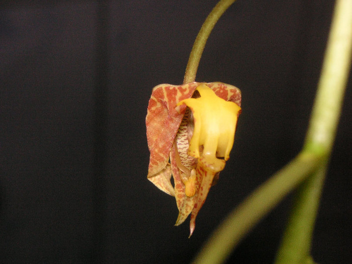 2436383010075666569NenfSx_fs