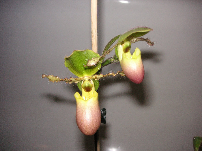 2443085840075666569DsGpaZ_fs