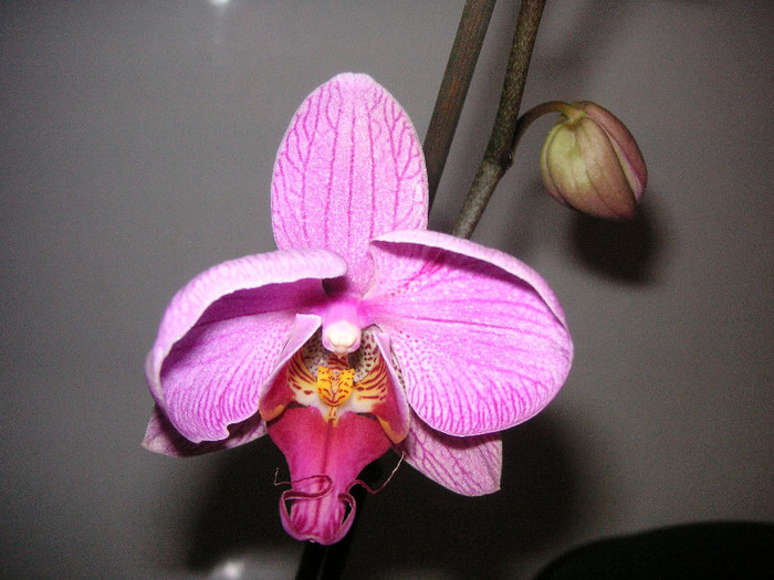 2444971740075666569DlkrGM_fs