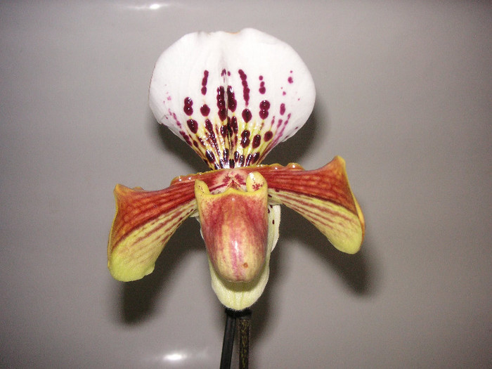 2460163260075666569GLvDcd_fs