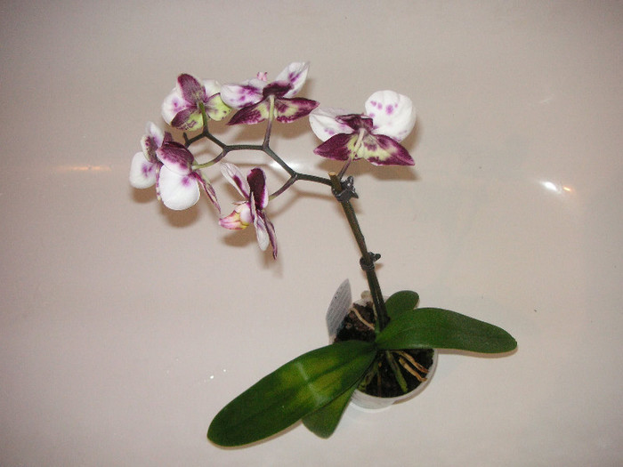 2480161450075666569KekWQZ_fs