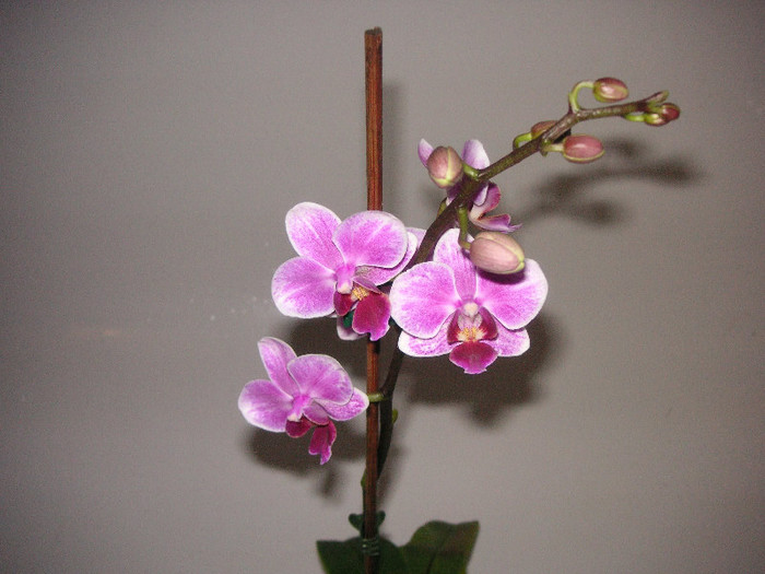 2489407890075666569CDRubO_fs