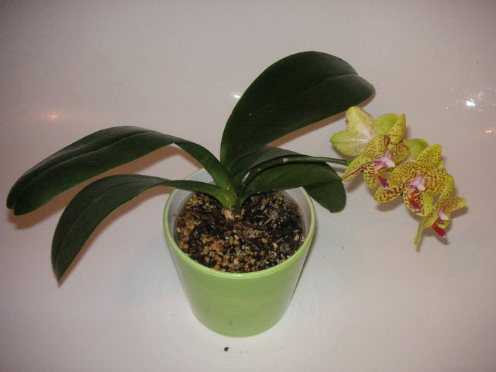 2522195910075666569mjwghp_fs