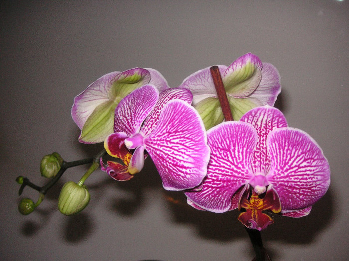 2541874480075666569FDfRsO_fs