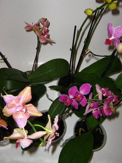 2586023230075666569IYANMp_fs