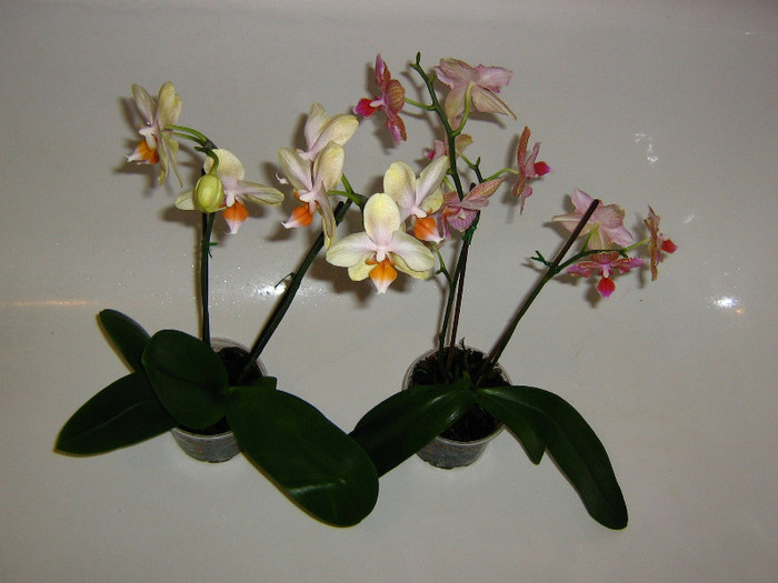 2596287350075666569HiOQmW_fs