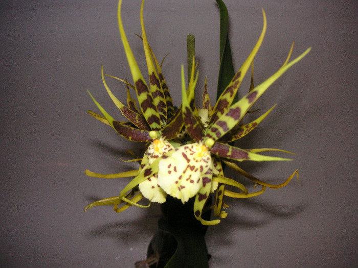 2599006880075666569UMVONB_fs