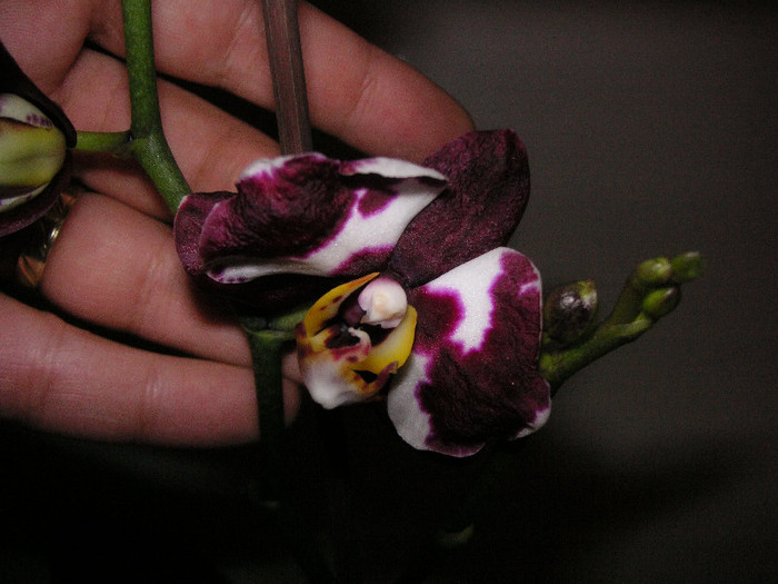 2599471310075666569gMRlhK_fs