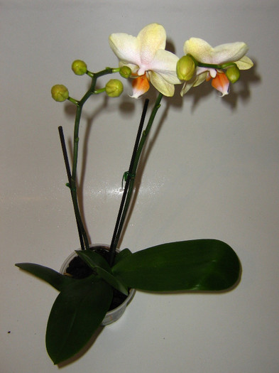 2605656830075666569FJKxOe_fs