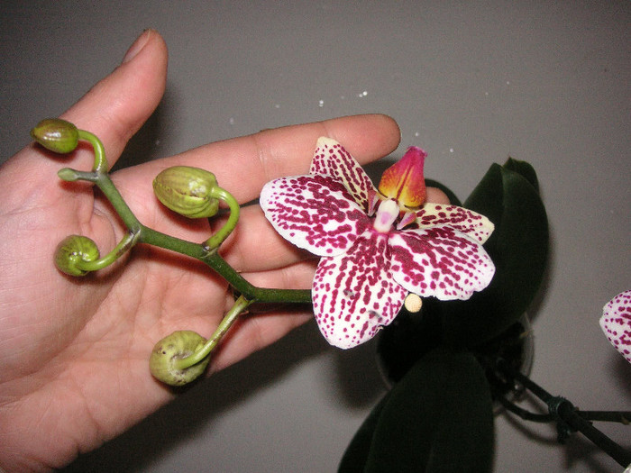 2606526400075666569hGkyFI_fs - Orhidee II