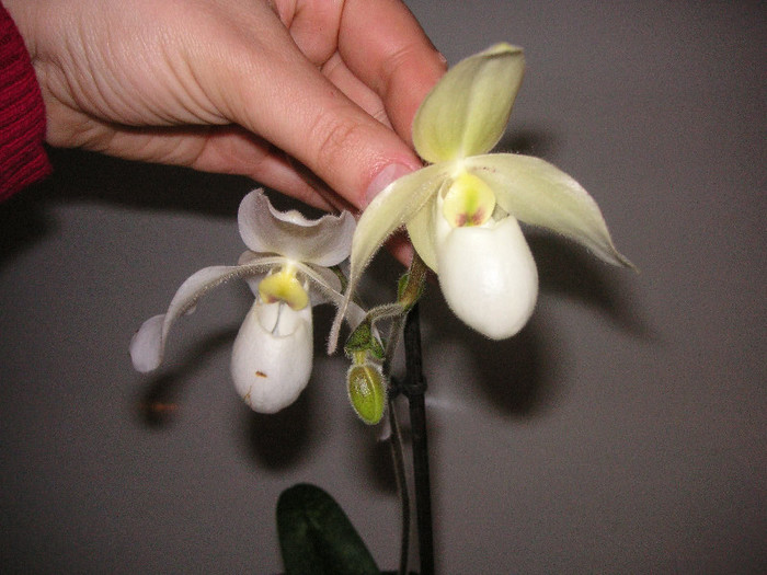 2631372120075666569zVfVgf_fs - Orhidee II