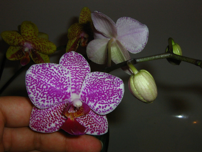 2635205890075666569SbFiba_fs