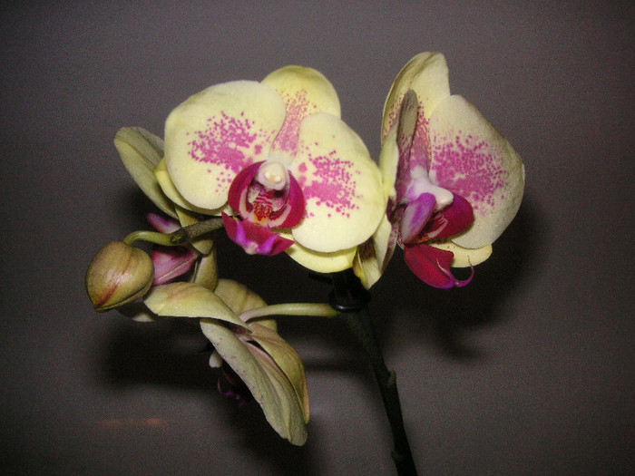 2642409590075666569AtYuVe_fs