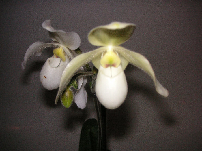 2796401100075666569HBBGXv_fs