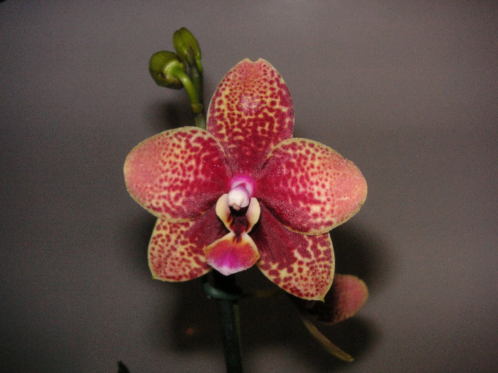 2799200230075666569gHZUzC_fs