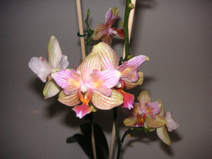 2810383790075666569lfupfn_fs