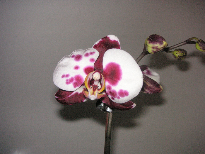 2810406200075666569dzSmkD_fs