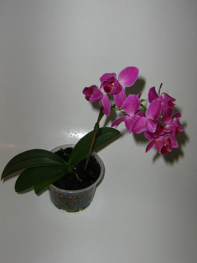 2813433980075666569thlgav_fs