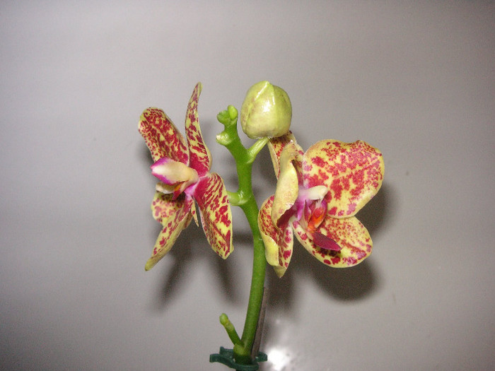 2820768860075666569BUhPPs_fs