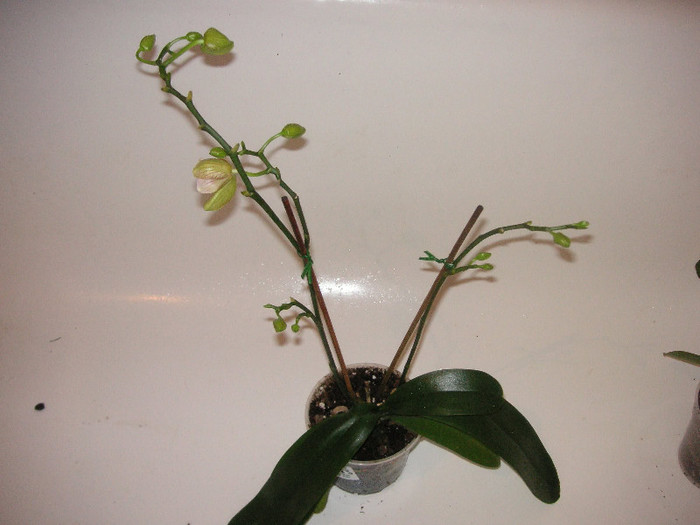 2834619810075666569sWssAE_fs