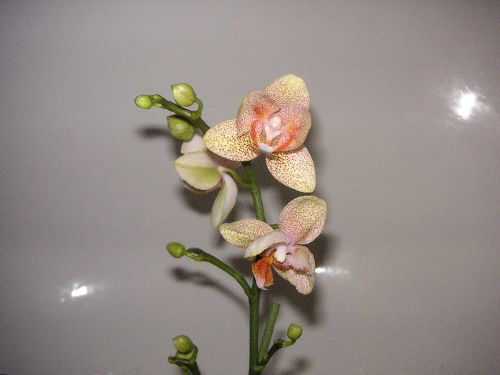 2868066840075666569ElHxdH_fs