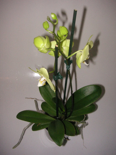 2875931120075666569CfyGBW_fs