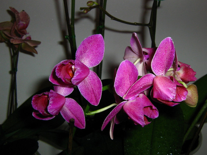 2881019780075666569CuhicD_fs