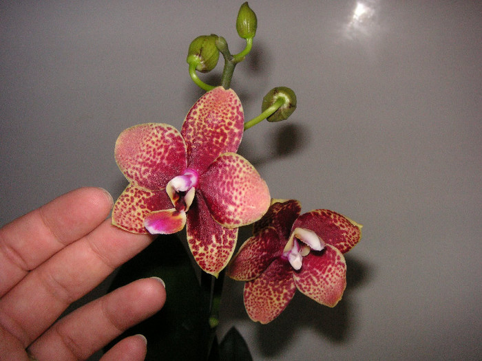 2881136970075666569AgOQzo_fs