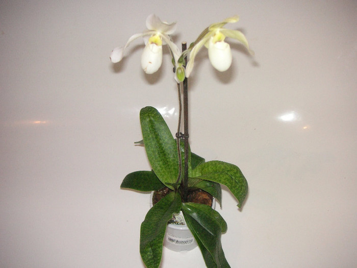 2890324300075666569NBmWlC_fs