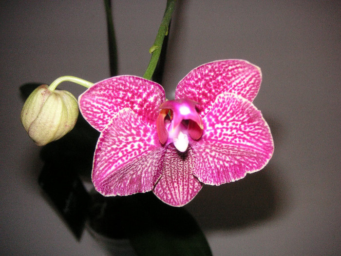 2895604120075666569XBaBYL_fs - Orhidee II