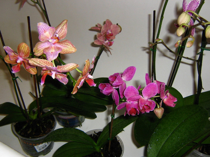 2897005160075666569jtRfBY_fs - Orhidee II