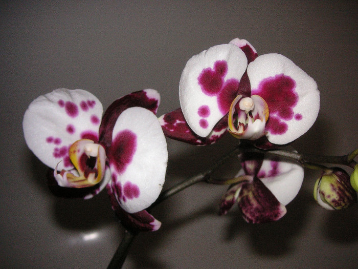 2902813310075666569mHSiGr_fs