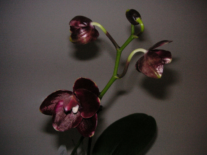 2932185330075666569leLyUv_fs