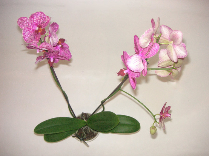 2935813350075666569OTEOil_fs