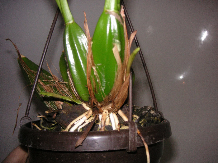 2944387400075666569twSOOC_fs