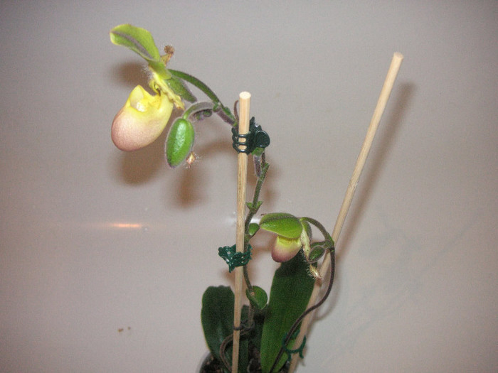 2973488020075666569HapNvc_fs