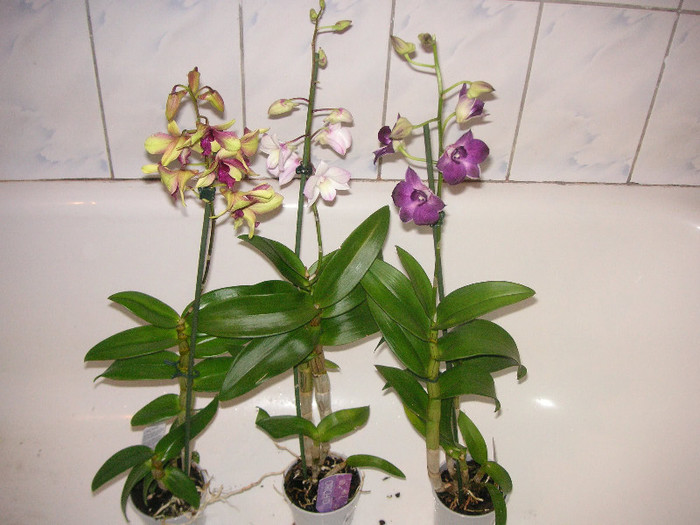 2976631190075666569SxIiGO_fs