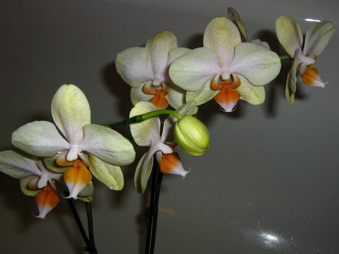 2984365720075666569cNdcMB_fs