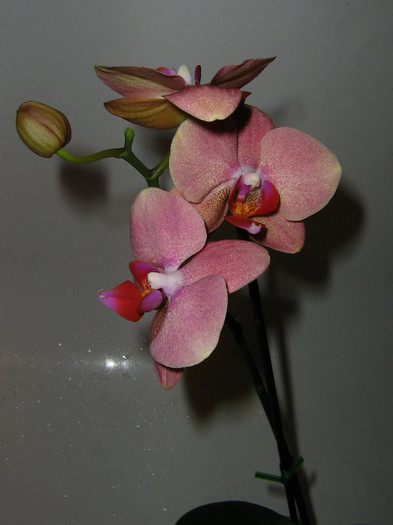 2995310980075666569CDtxKN_fs