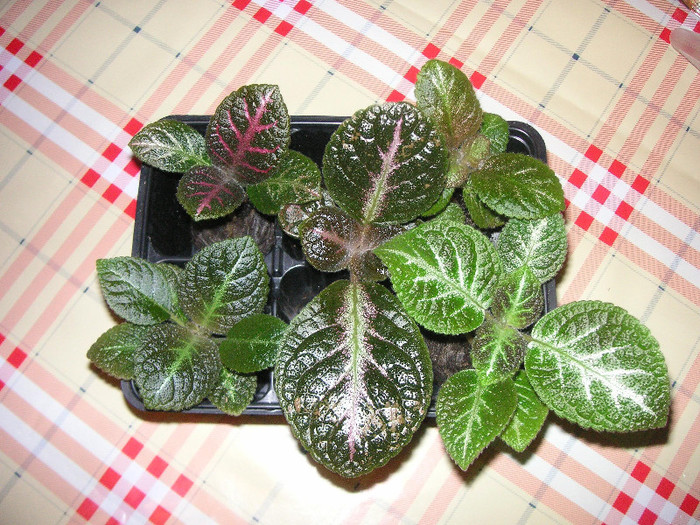 2384749710075666569KmzgiN_fs - Episcii