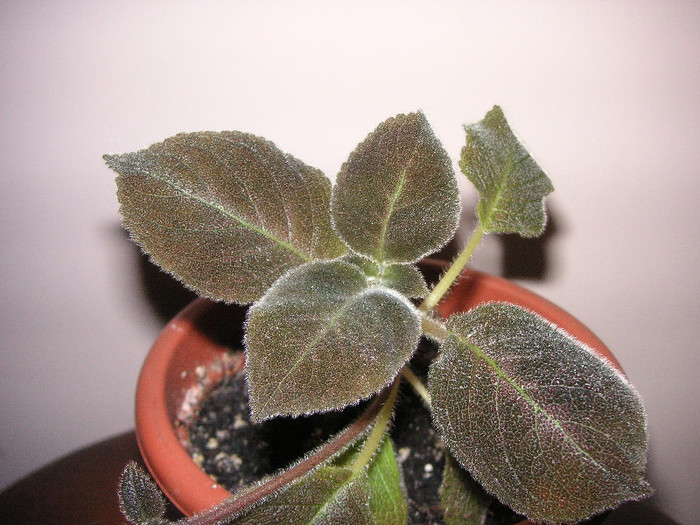 2500037320075666569XkBBMs_fs - Episcii